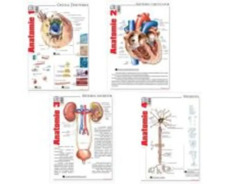 Pachet Pliante Anatomie, volumele 1-4 - Florica Mailat