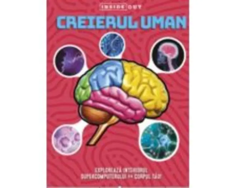 Creierul uman. Model 3D