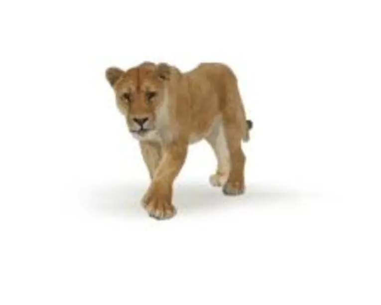 Figurina leoaica, Papo