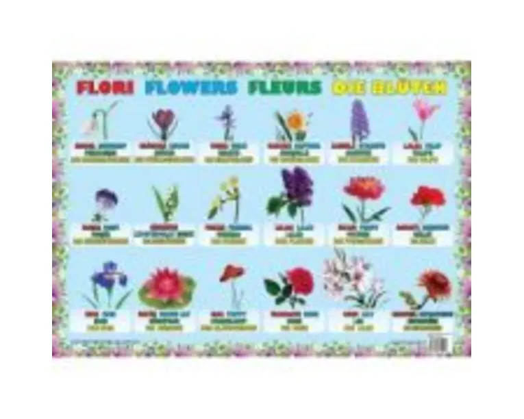 Flori - Plansa educativa