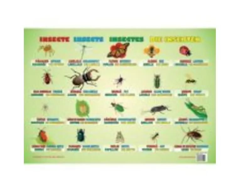 Insecte. Plansa educationala
