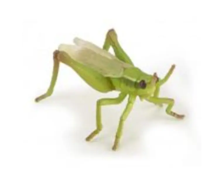 Figurina lacusta, Papo