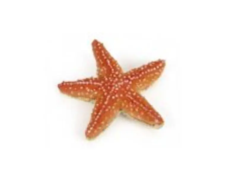 Figurina stea de mare, Papo