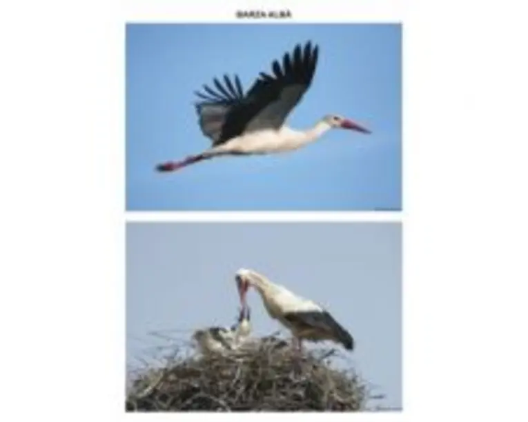 Pasari calatoare. Set planse - Daniela Dosa