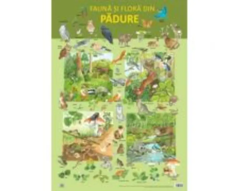 Plansa. Fauna si flora din padure