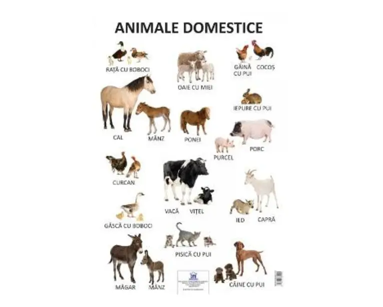 Plansa - Animale domestice