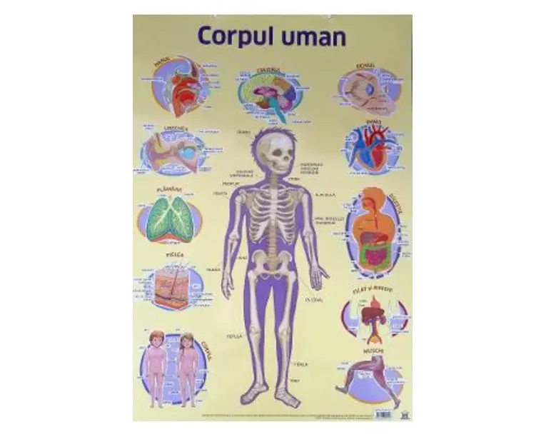 Plansa. Corpul uman