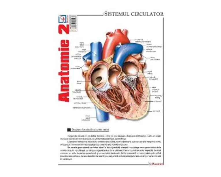 Plansa Anatomie 2