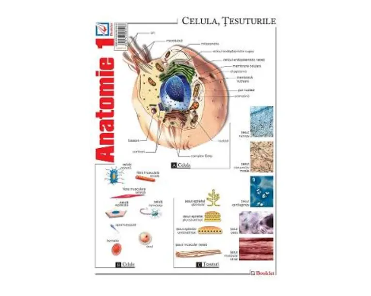 Plansa Anatomie 1