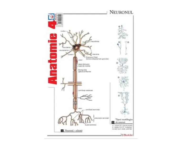 Plansa Anatomie 4