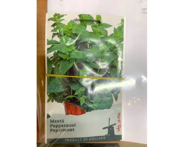 Seminte menta