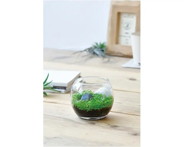 Noted set pentru cultivarea unei plante Water Garden