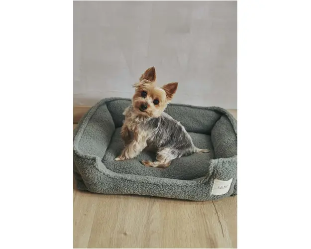 Calma House pat pentru animale de companie Henry