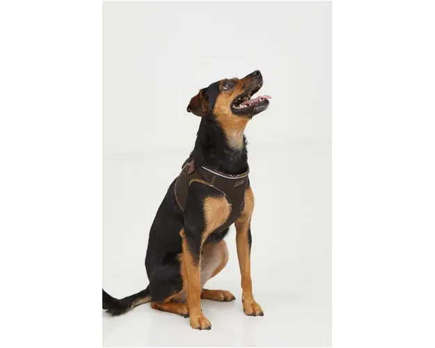 Barbour ham pentru caini