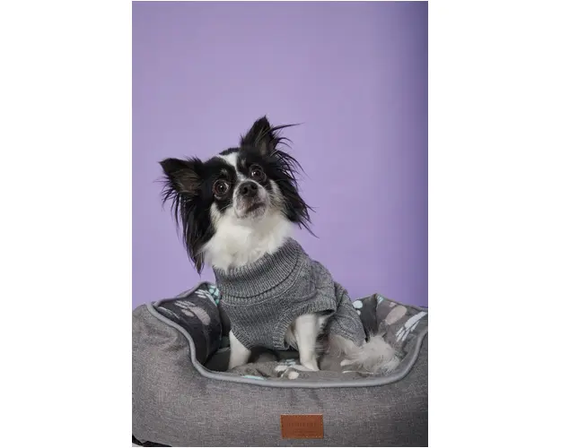 Medicine - Pat pentru animale de companie Essential