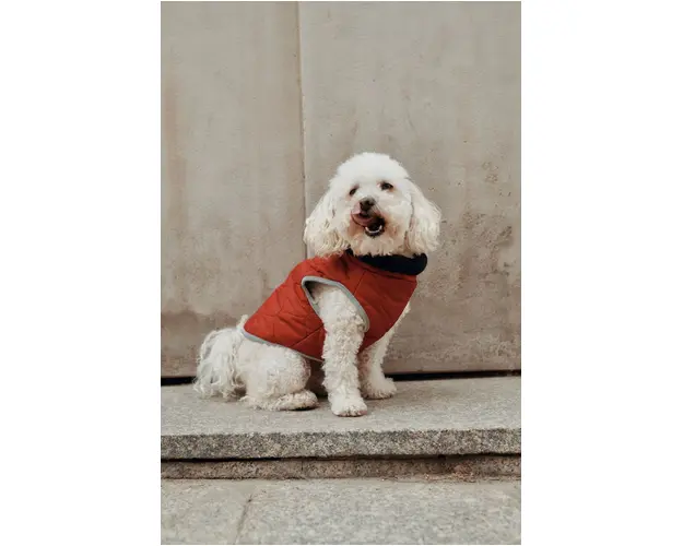 Medicine jacheta pentru animale de companie