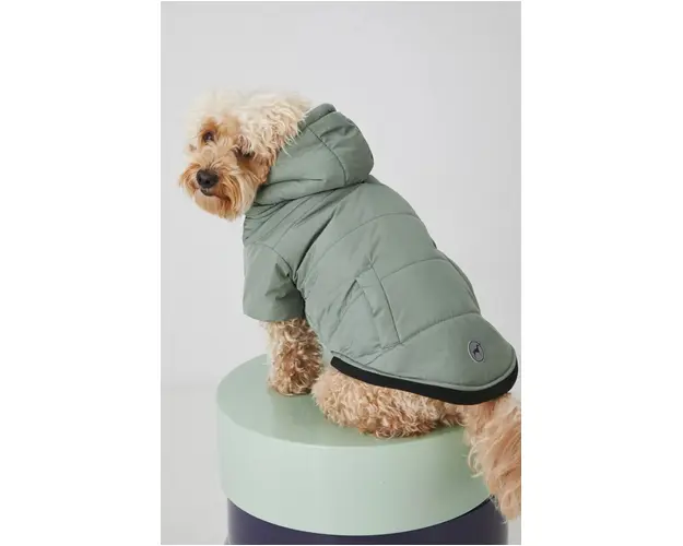 Medicine jacheta pentru un animal de companie