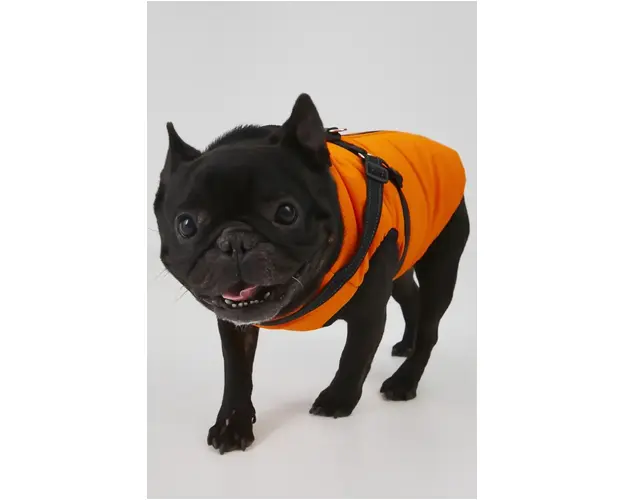 Medicine jacheta pentru un animal de companie