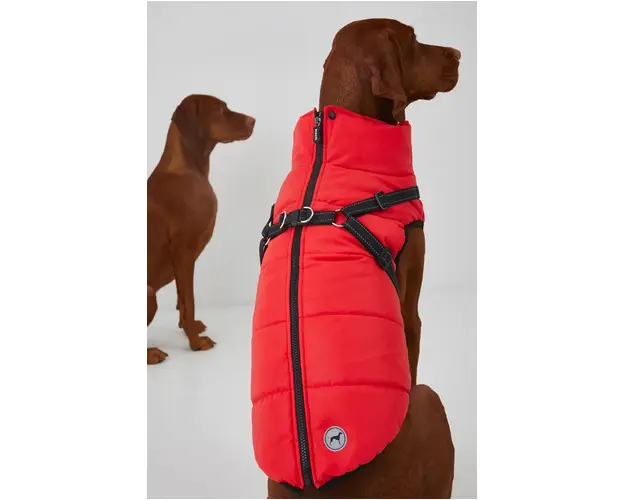 Medicine jacheta pentru un animal de companie