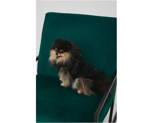 Medicine jacheta pentru un animal de companie