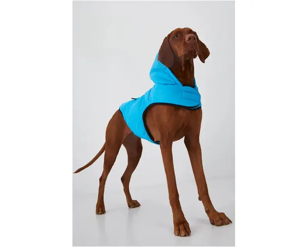 Medicine jacheta pentru un animal de companie