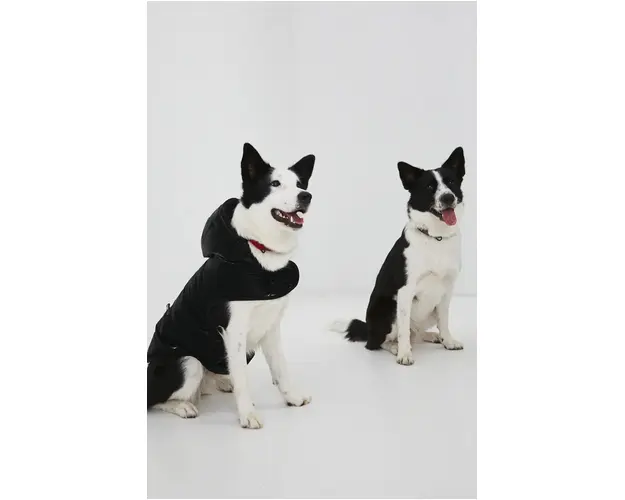 Medicine jacheta pentru un animal de companie