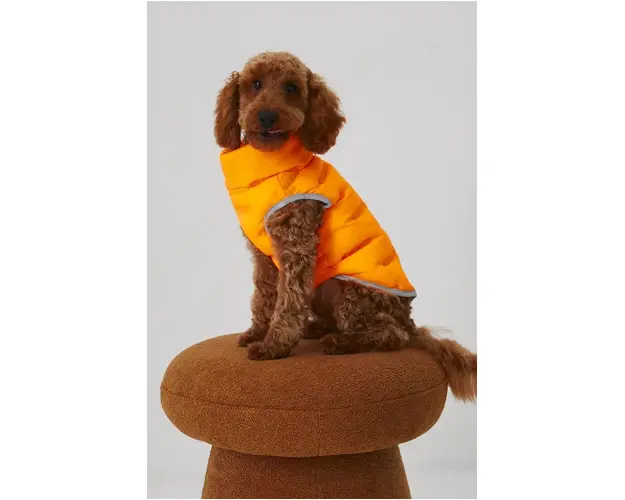 Medicine jacheta pentru un animal de companie