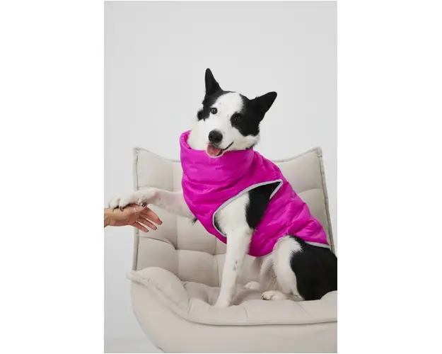 Medicine jacheta pentru un animal de companie