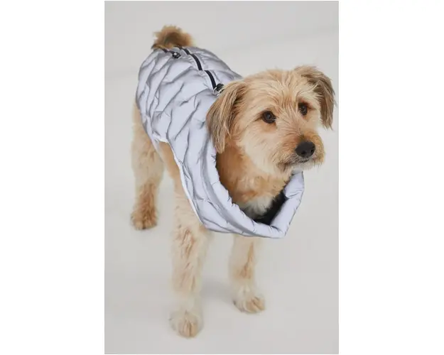 Medicine jacheta pentru un animal de companie