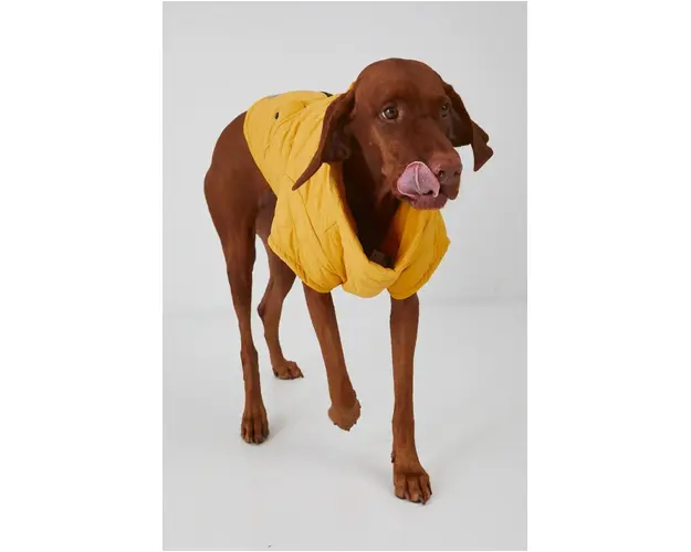 Medicine jacheta pentru un animal de companie