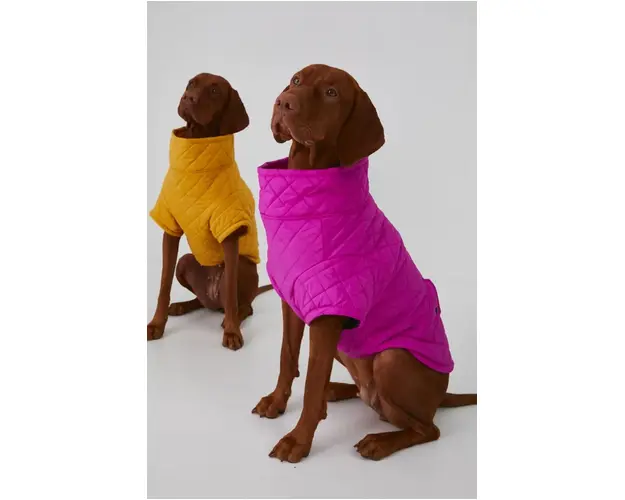 Medicine jacheta pentru un animal de companie