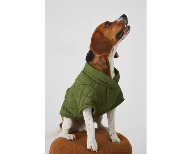 Medicine jacheta pentru un animal de companie