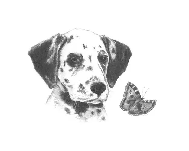 Crochiu incepatori-Dalmatian 13x18 cm