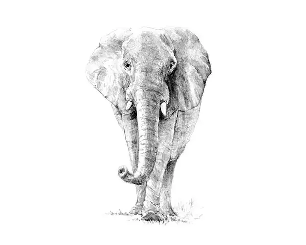 Crochiu incepatori-Elefant 22x29 cm