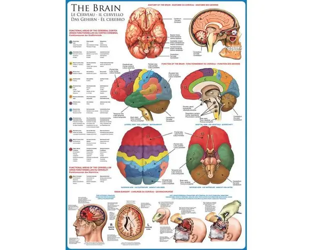 Puzzle 1000 piese The Brain