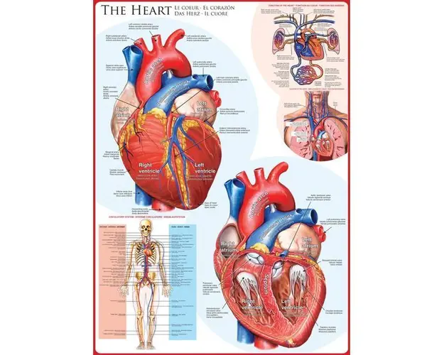 Puzzle 1000 piese The Heart