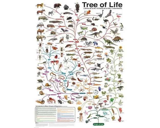 Puzzle 1000 piese The Tree of Life
