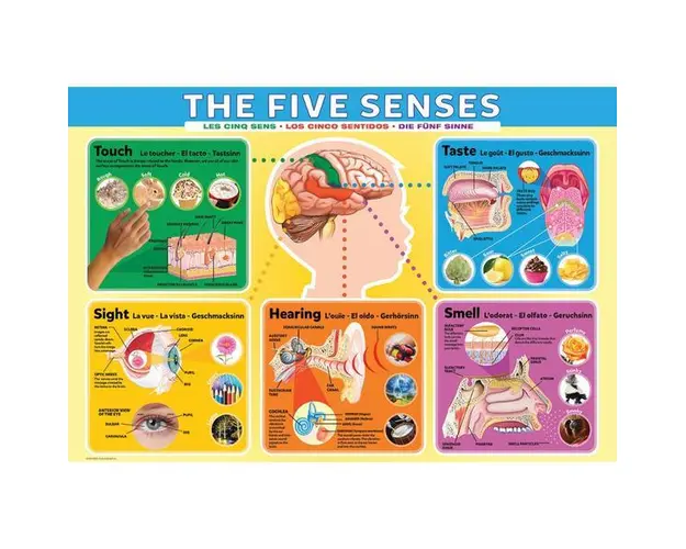 Puzzle 200 piese The Five Senses