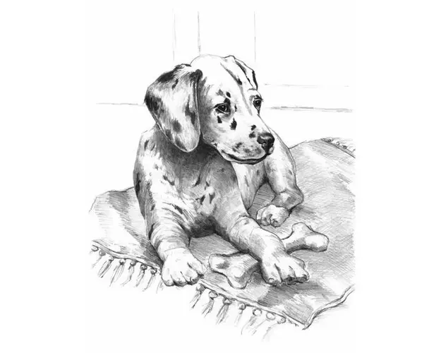Schita creion incepatori Dalmatian