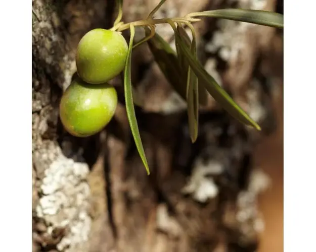 Ulei pentru bebelusi, La Chinata, 250ml