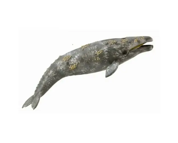 Collecta - Balena Gri