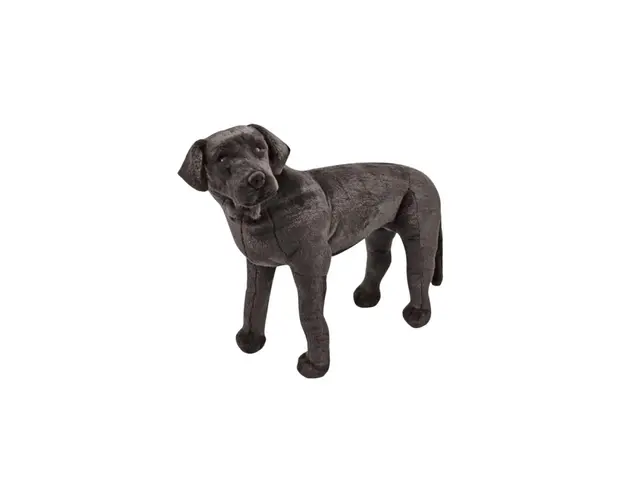 Catel Labrador Negru gigant din plus