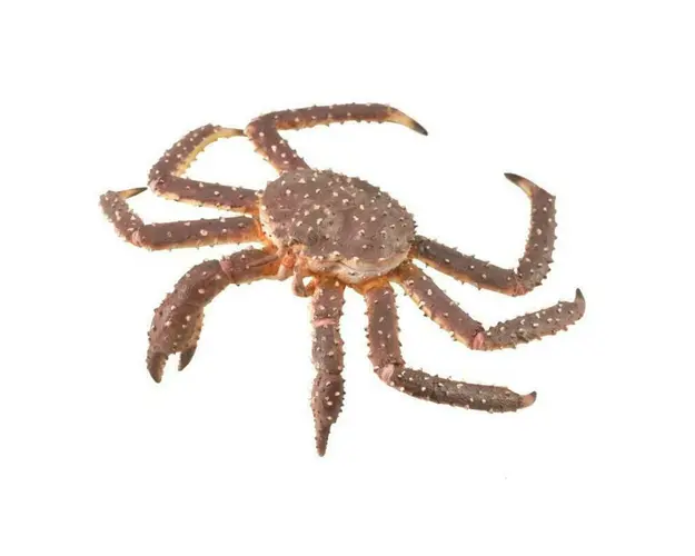 Collecta - Figurina Crab Regal pictata manual XL