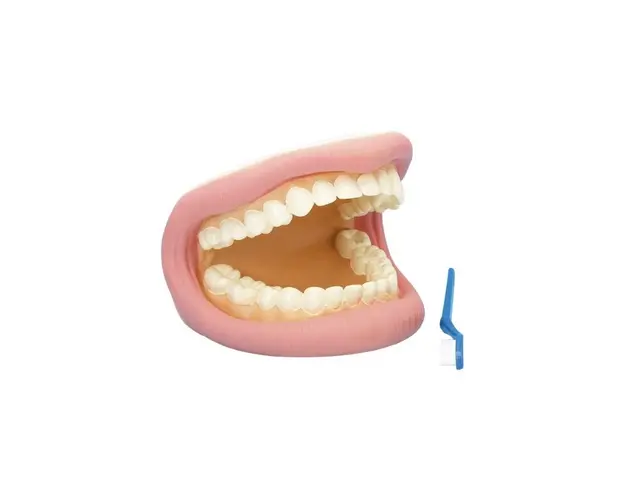 Model demonstratie Cum se spala dantura