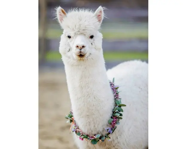 Puzzle Alpaca, 200 Piese