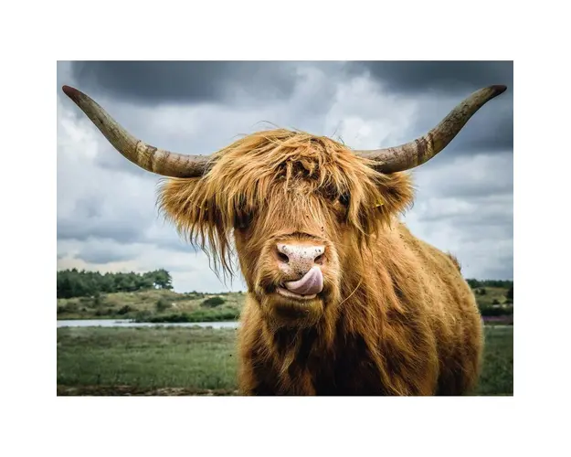 Puzzle Bovina, 300 Piese