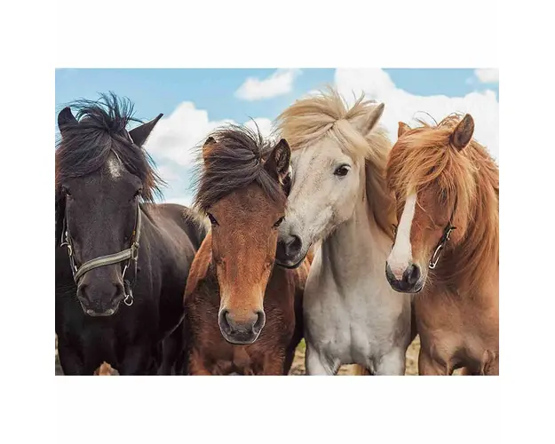 Puzzle Cai, 2X24 Piese