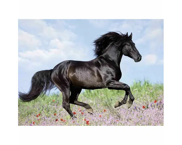 Puzzle Cal, 200 Piese