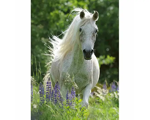Puzzle Cal Alb, 100 Piese