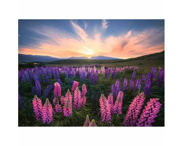 Puzzle Camp Cu Lupin, 500 Piese